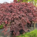Acer palmatum 'Garnet' - 4