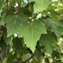 Acer rubrum 'Red Sunset' - 2