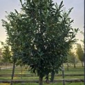 Prunus laur. Caucasica - 2