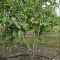 Cornus kousa Chinensis - Foto 4
