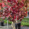 Liquidambar styraciflua - 4