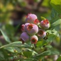 Vaccineum corymbosum 'Bluecrop' - 1
