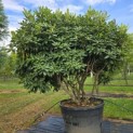Rhododendron 'Catawbiense Boursault' - 6