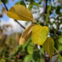 Juglans Regia - voorbeeld herfstverkleuring