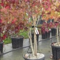 Liquidambar styraciflua - Foto 1
