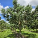 Pinus sylvestris - 2