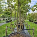 Parrotia persica - 4