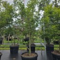 Acer palmatum 'Osakazuki' - Foto 7