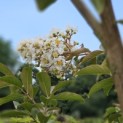Lagerstroemia 'Natchez' - impressie foto bloeiwijze 2e helft zomer