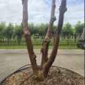 Acer griseum - 2