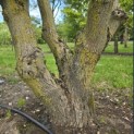 Catalpa erubescens 'Purpurea' - Foto 1