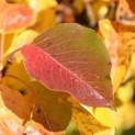  Pyrus calleryana 'Chanticleer' 