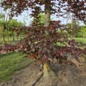 Fagus sylvatica 'Atropunicea' - Foto 2