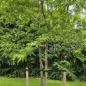 Gleditsia triacanthos ‘Inermis' - 1
