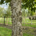 Liquidambar styraciflua - 5