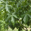 Liquidambar styraciflua 'Palo Alto' - Foto 7