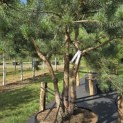Pinus sylvestris - Foto 2