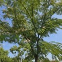 Albizia julibrissin - 2