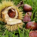 Castanea sativa 'Lyon' - Foto 3