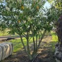 Prunus laurocerasus 'Novita' - Foto 1