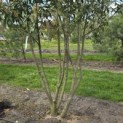 Prunus laur. Caucasica - 5