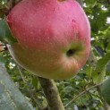 Malus domestica 'Gala' - Foto 1