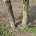 Platanus x Hispanica - 3