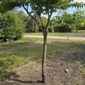 Styrax japonicus - 2