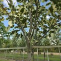 Liriodendron tulipifera 'Snowbird' - 5