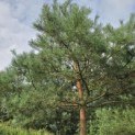 Pinus sylvestris - Foto 9