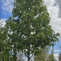 Liquidambar styraciflua 'Palo Alto' - Foto 3