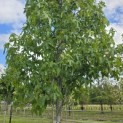 Liquidambar styraciflua 'Palo Alto' - Foto 4