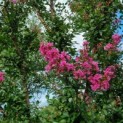 Lagerstroemia indica 'Rosea' - 1