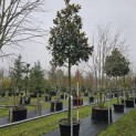 Magnolia grandiflora 'Galissonnière' - pillon is 200 cm hoog