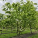 Zelkova serrata - 1