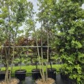 Quercus ilex - 1