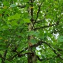 Platanus x hispanica - Afbeelding 3