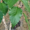 Betula nigra - zwarte berk blad