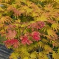 Acer shirasawanum 'Autumn Moon' - 5