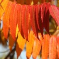 Rhus typhina - 3