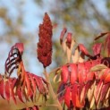 Rhus typhina - 2