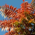 Rhus typhina - 1