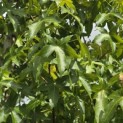 Liquidambar styraciflua 'Palo Alto' - Foto 4