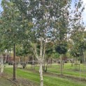 Betula utilis 'Doorenbos' - 4