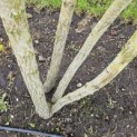 Salix x sepulcralis 'Chrysocoma' - 3