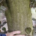 Fagus sylvatica 'Atropunicea' - 2