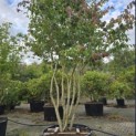 Parrotia persica - Foto 1