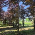 Fagus sylvatica 'Atropunicea' - 3