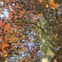 Fagus sylvatica 'Atropunicea' - 1