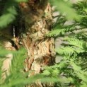 #670 Taxodium distichum 'Peve Minaret' Zwergform Sumpfzypresse